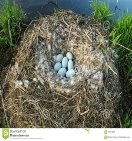 Картинки по запросу фото гнезда лебедя